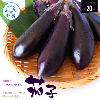 茄子（1本約70ｇ）約20本入り KYN001-AS